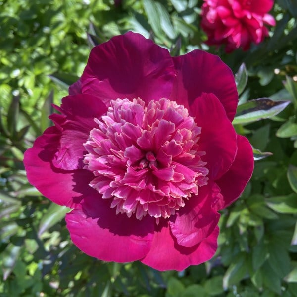 Rævsholm natur og nærsværs oplevelse